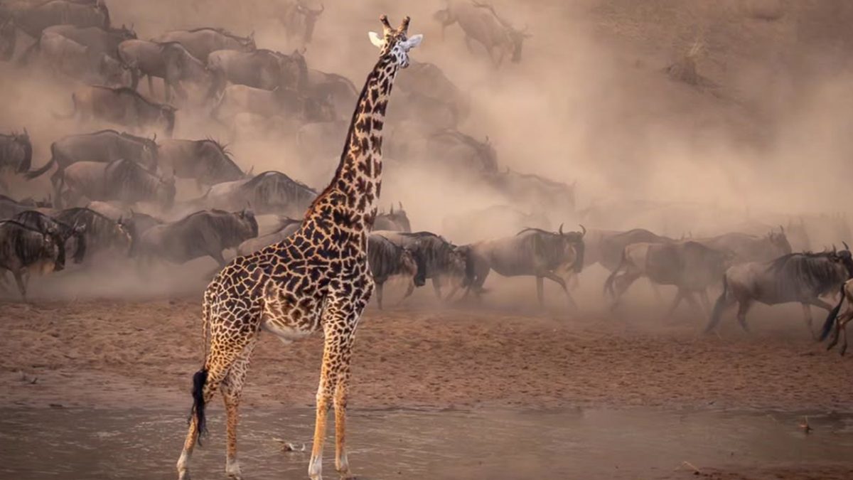 Is Serengeti National Park Worth Visiting?