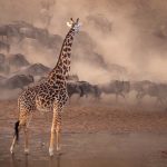 Is Serengeti National Park Worth Visiting?