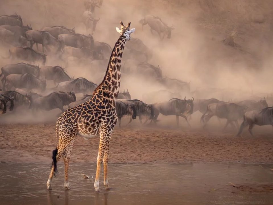 Is Serengeti National Park Worth Visiting?
