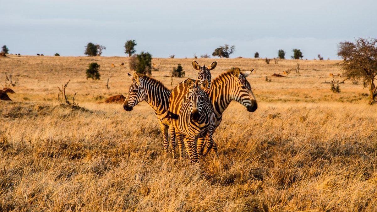 What Are the Best National Parks in Kenya?