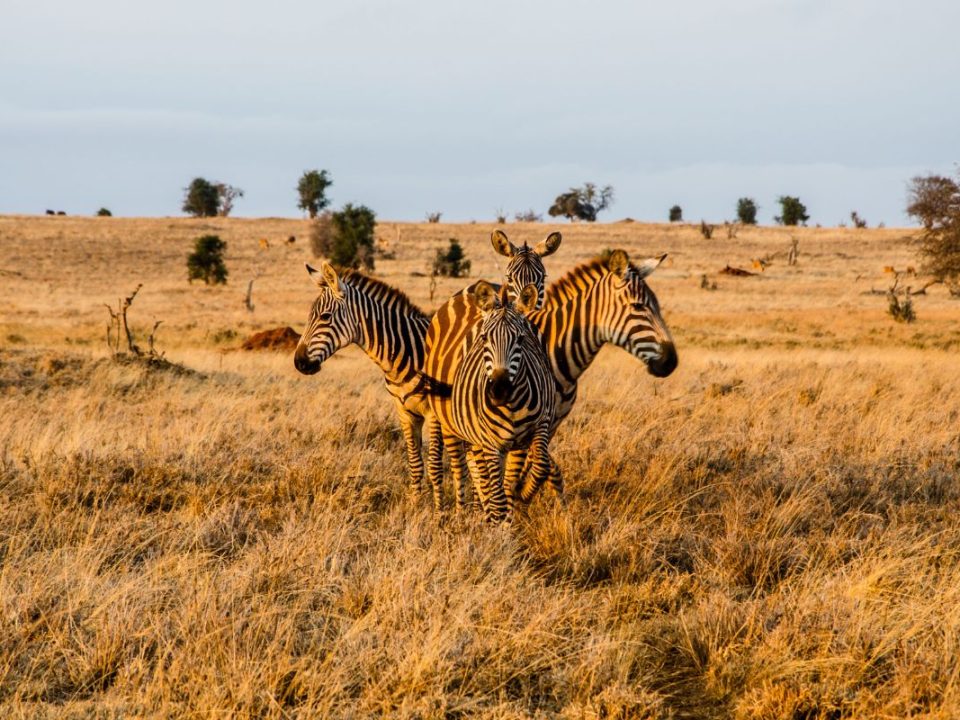 What Are the Best National Parks in Kenya?