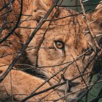 What is the best time to visit Uganda