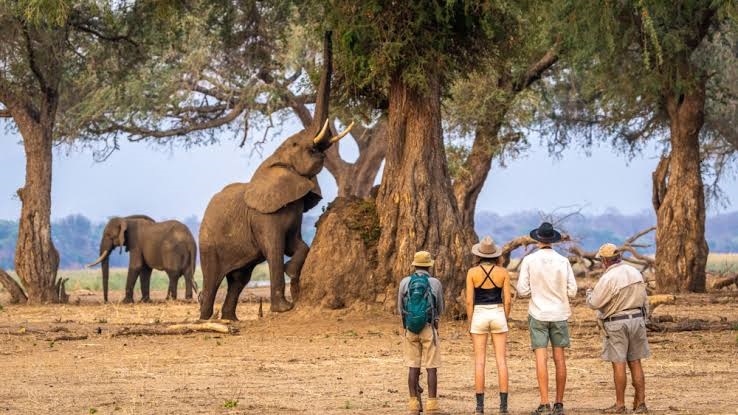 Zimbabwe walking safaris