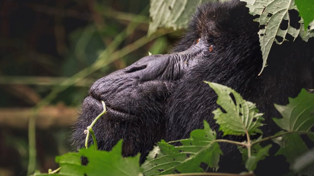Kenya Safari and Bwindi Gorilla Trekking