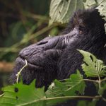 Kenya Safari and Bwindi Gorilla Trekking