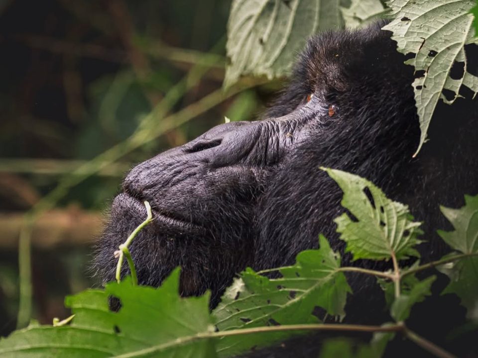 Kenya Safari and Bwindi Gorilla Trekking
