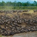 When Is the Great Migration in Kenya?