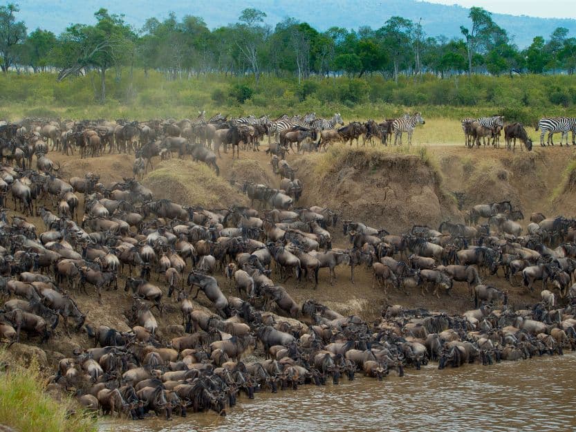 When Is the Great Migration in Kenya?