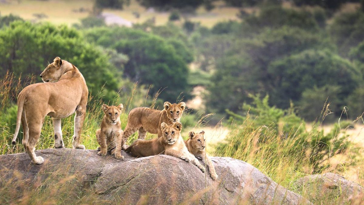 Best Time for an Affordable Tanzania Safari