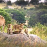 Best Time for an Affordable Tanzania Safari