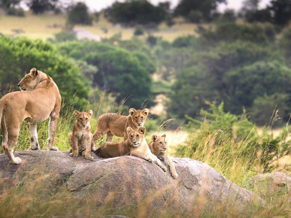 Best Time for an Affordable Tanzania Safari