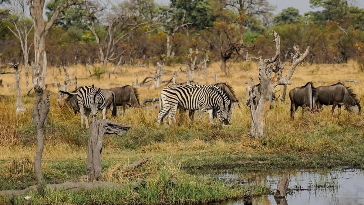 Moremi, Chobe and Victoria Falls Safari