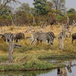 Moremi, Chobe and Victoria Falls Safari