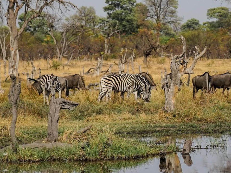 Moremi, Chobe and Victoria Falls Safari