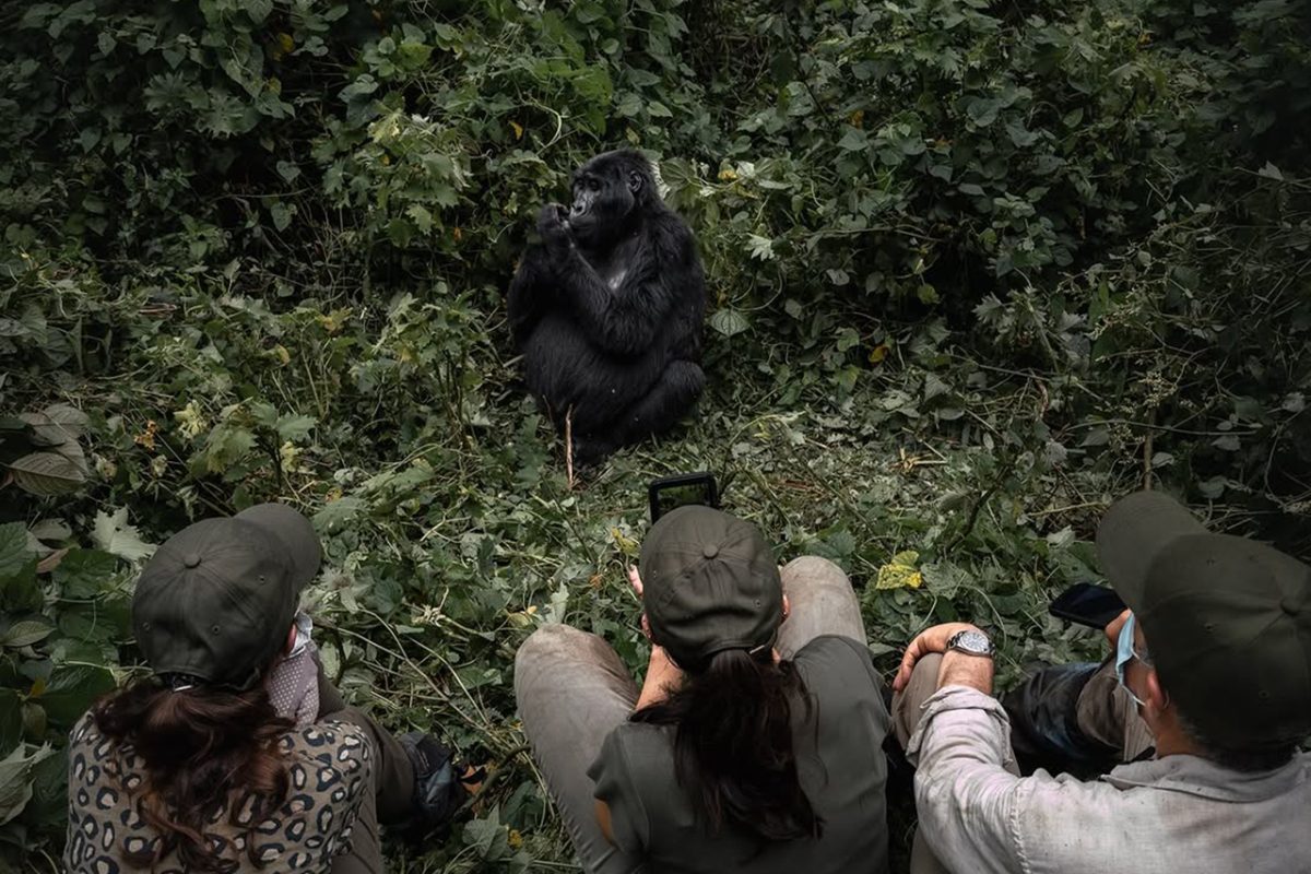 Uganda Gorilla Trekking from Canada