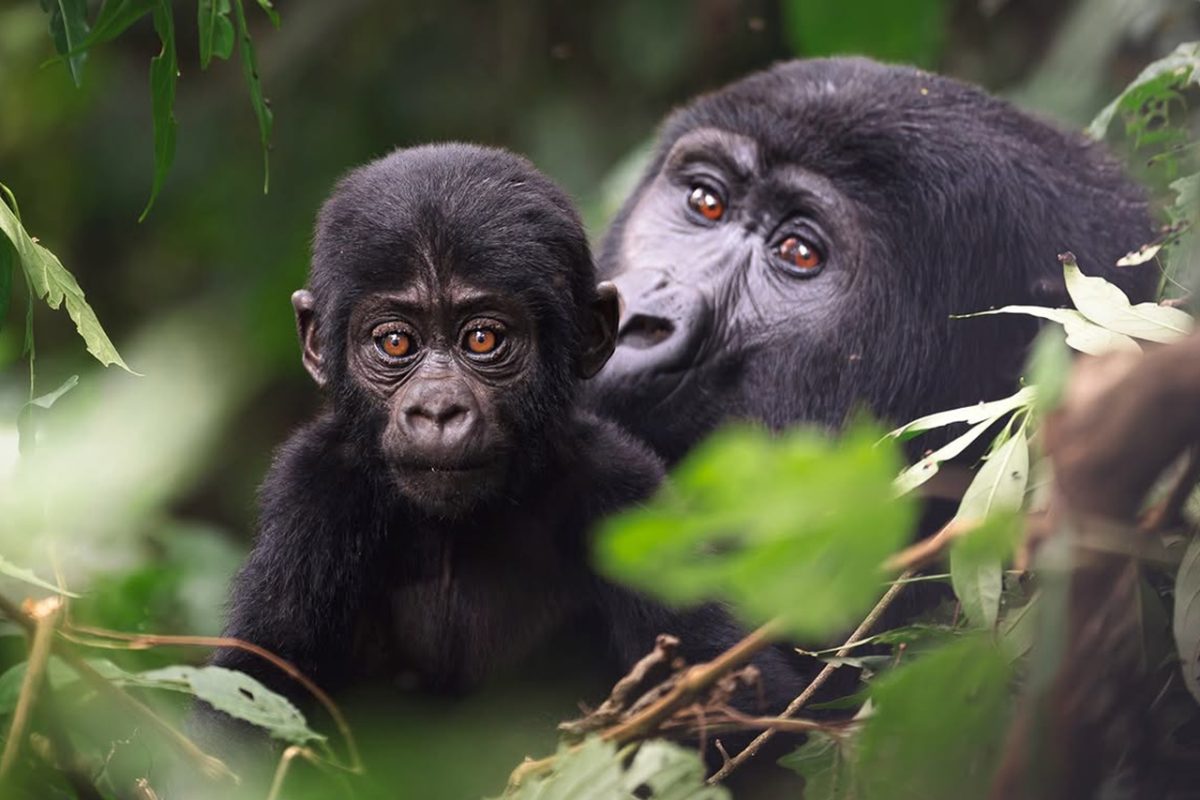Uganda Gorilla Trekking from USA