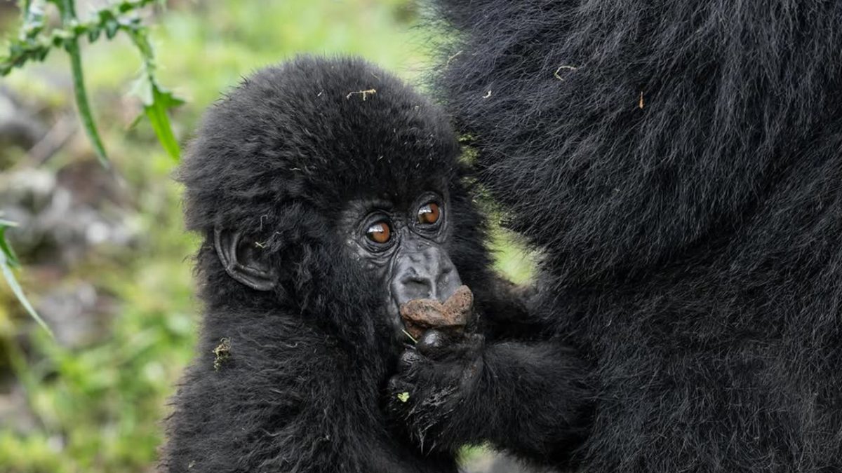 Bwindi Gorilla Trekking from Kigali
