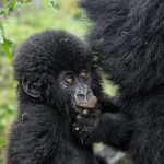 Bwindi Gorilla Trekking from Kigali