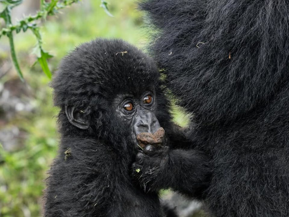 Bwindi Gorilla Trekking from Kigali