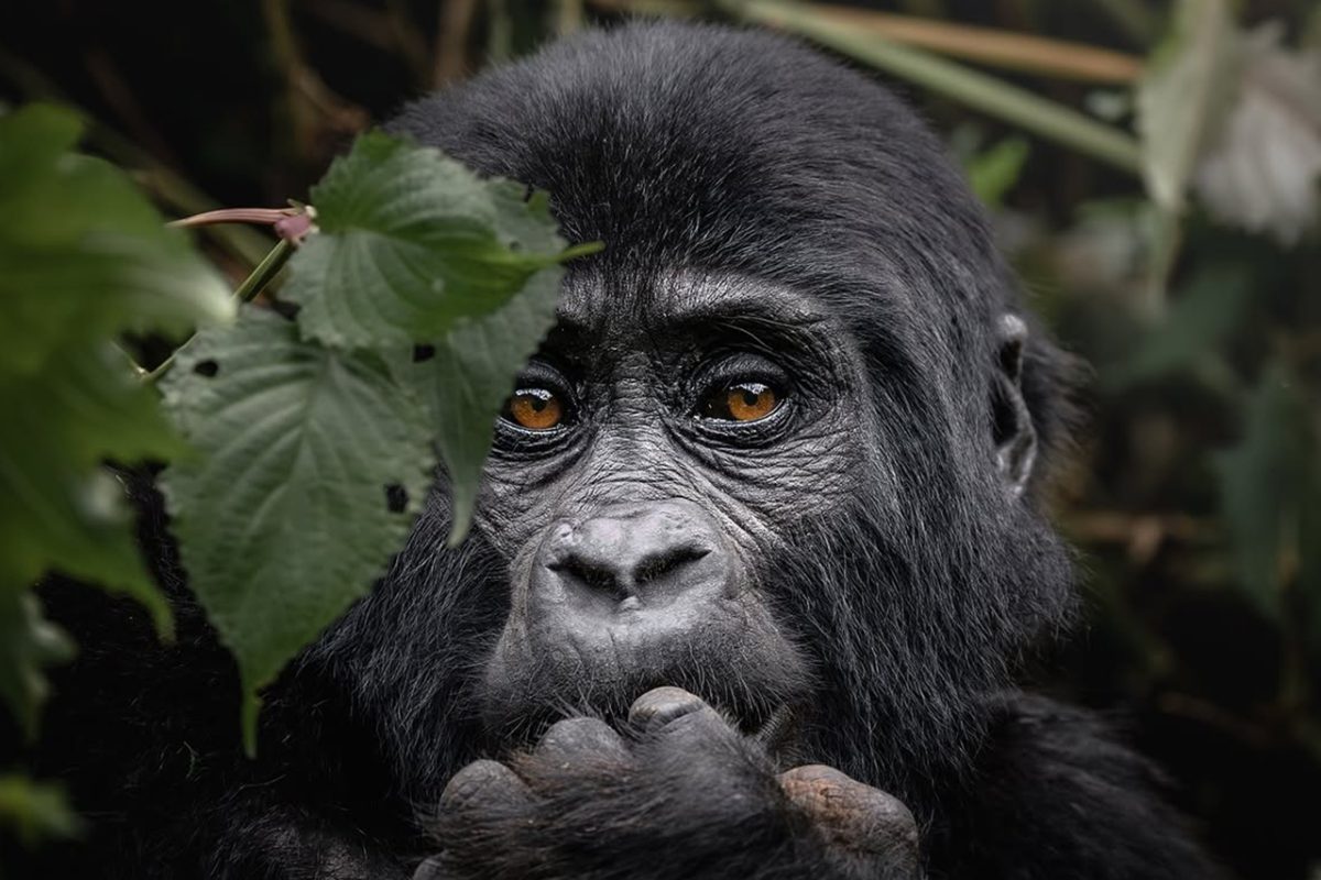 Uganda Gorilla Safari from France