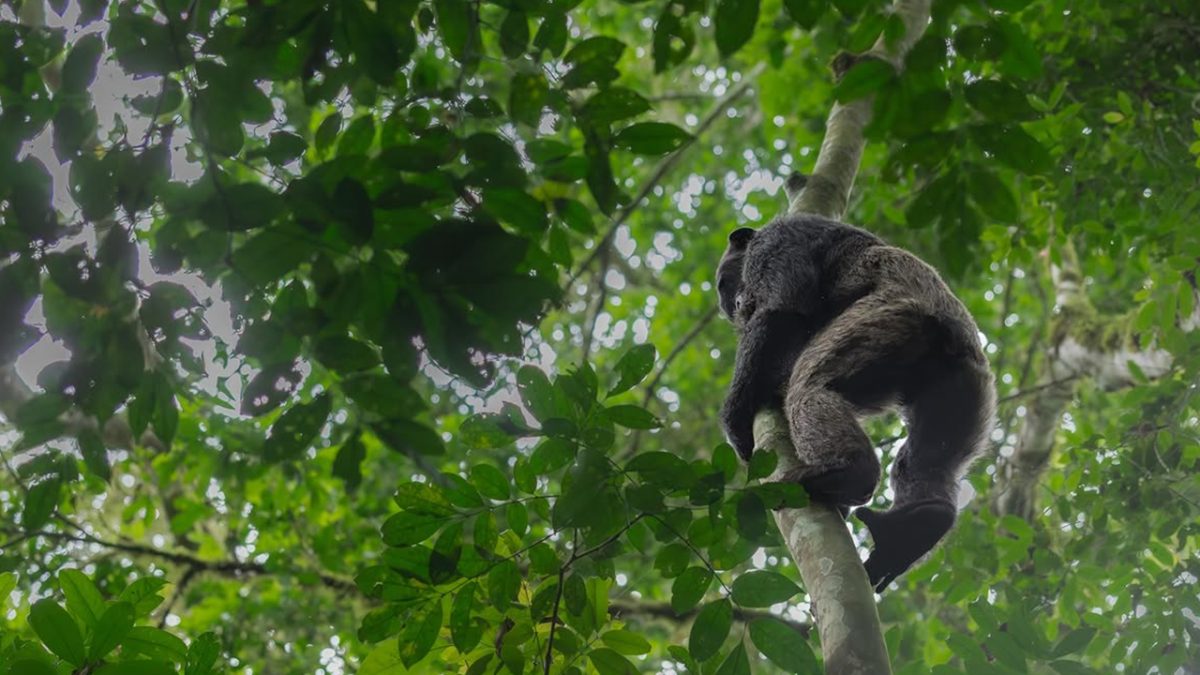 How Much Does Chimpanzee Trekking Cost in Uganda?