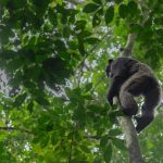 How Much Does Chimpanzee Trekking Cost in Uganda?
