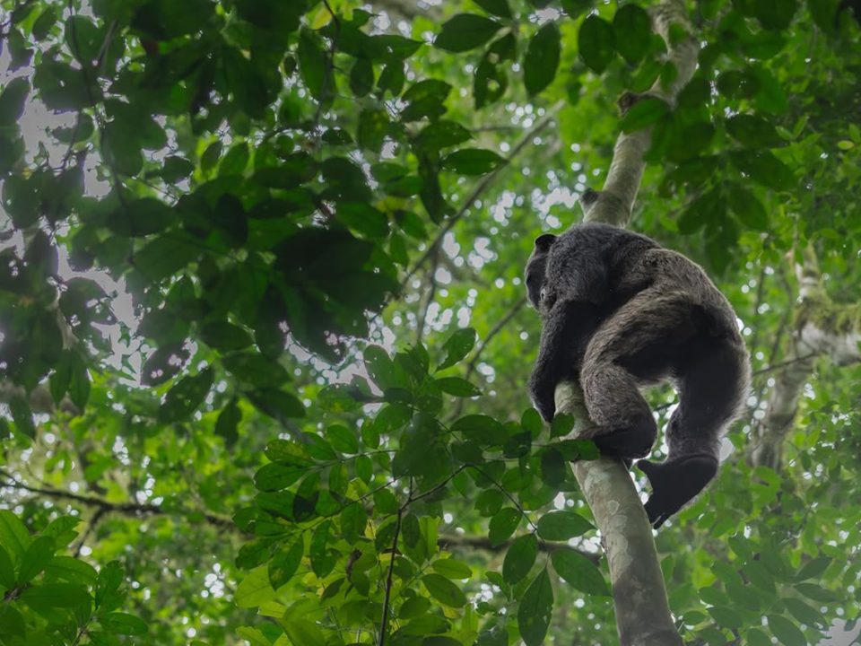 How Much Does Chimpanzee Trekking Cost in Uganda?