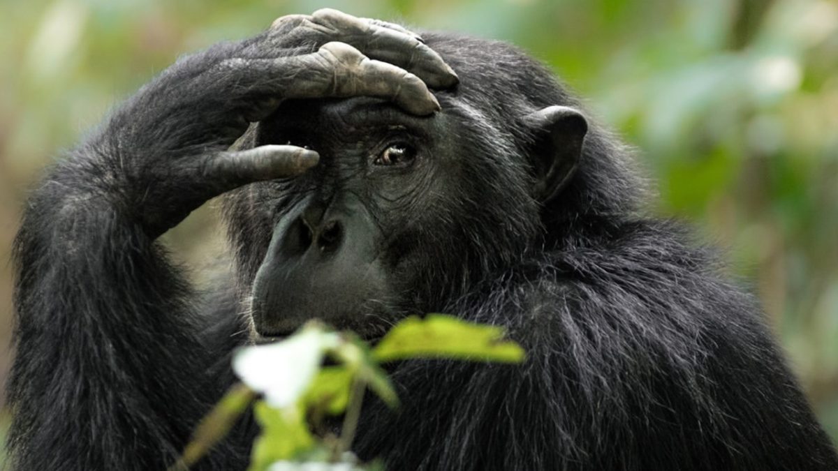 Is chimpanzee trekking worth it?