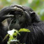 Is chimpanzee trekking worth it?