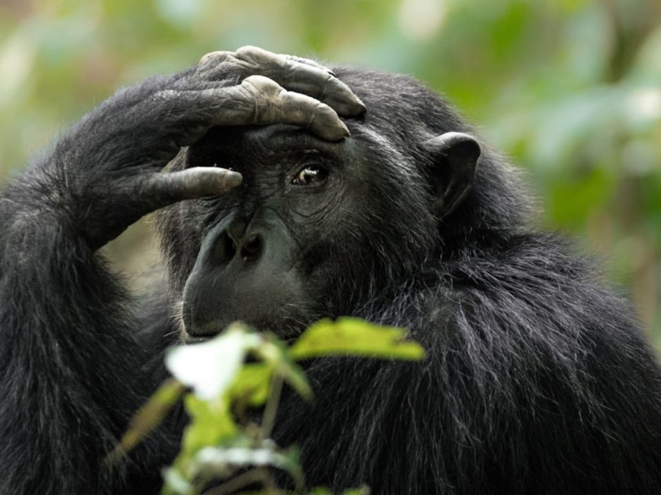 Is chimpanzee trekking worth it?