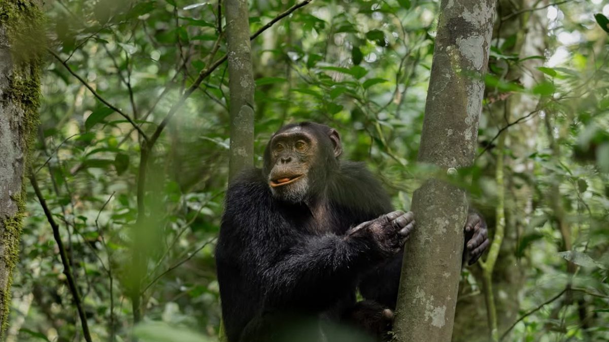 Where Can I See Chimpanzees in Uganda?