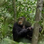 Where Can I See Chimpanzees in Uganda?
