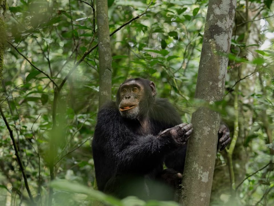 Where Can I See Chimpanzees in Uganda?