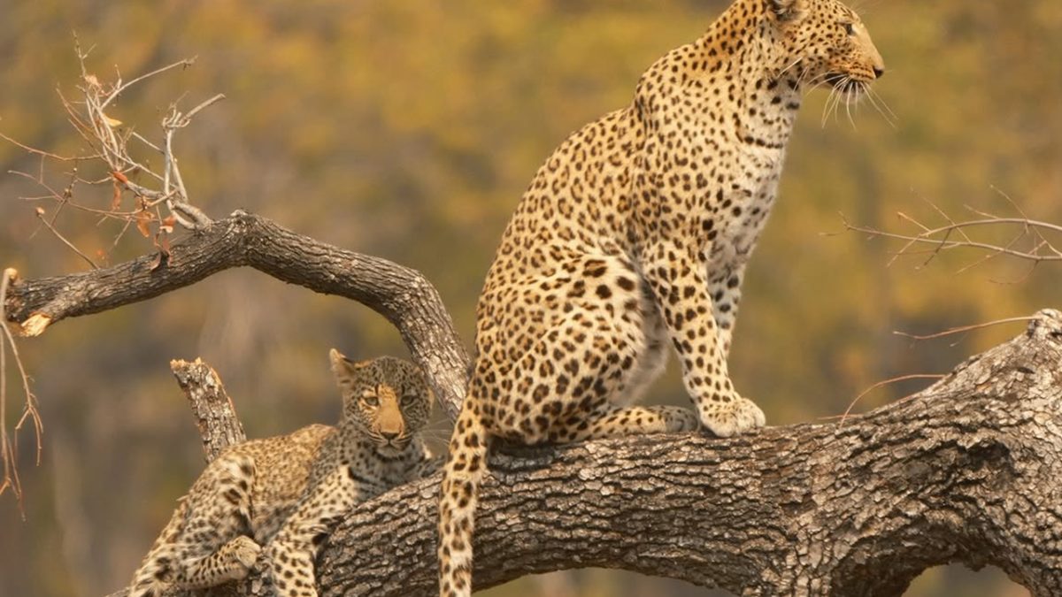 Moremi Game Reserve Safari
