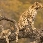 Moremi Game Reserve Safari