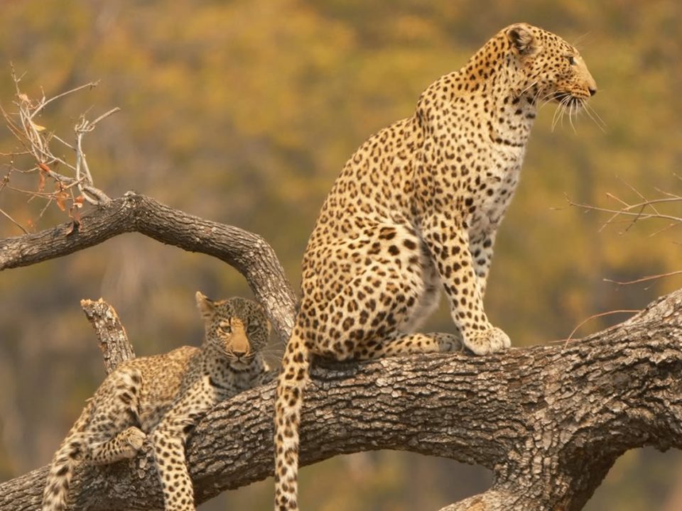 Moremi Game Reserve Safari
