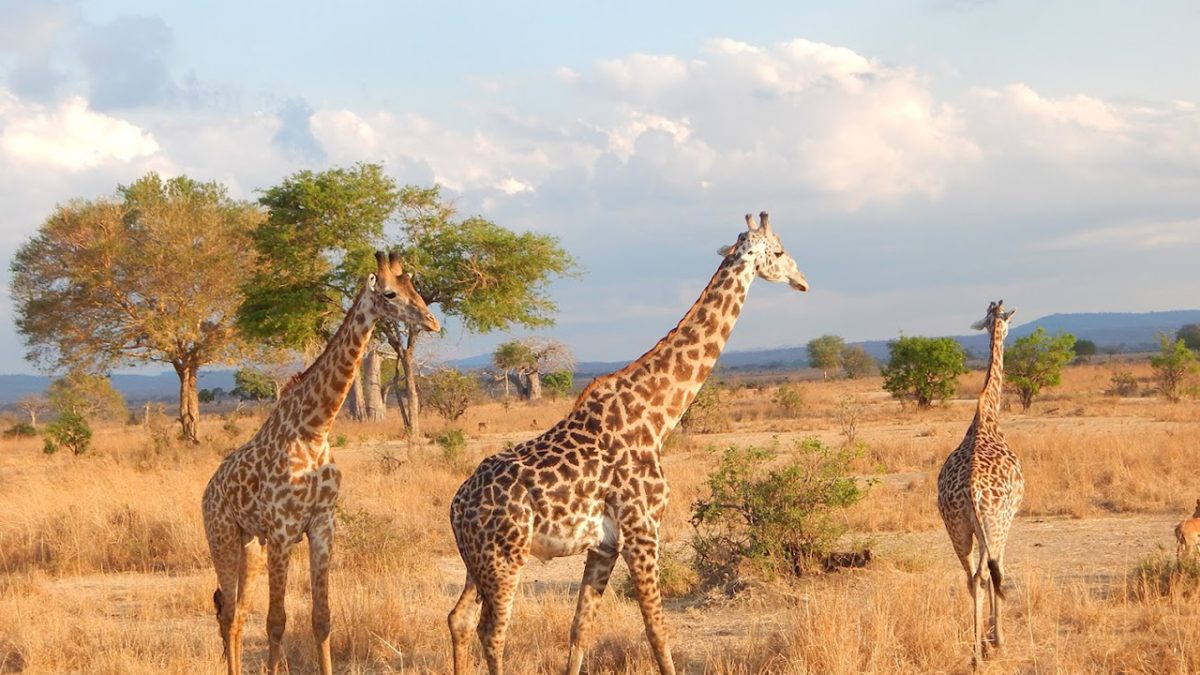 Where to Go on Safari in Tanzania