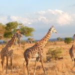 Where to Go on Safari in Tanzania