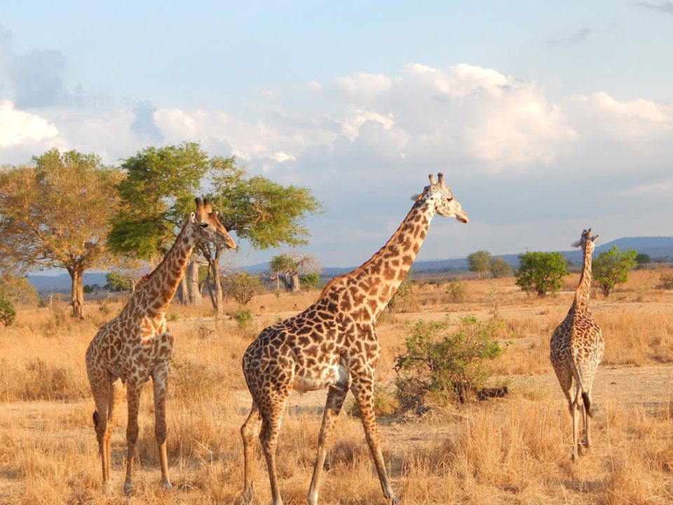 Where to Go on Safari in Tanzania