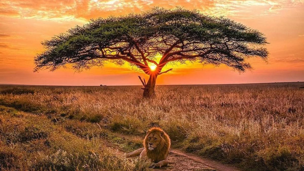 Tanzania and Uganda Safari