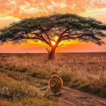 Tanzania and Uganda Safari
