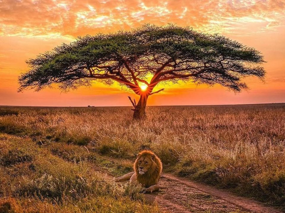 Tanzania and Uganda Safari