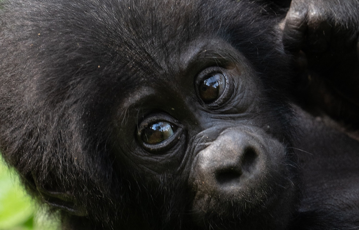 Luxury Gorilla Trekking Uganda
