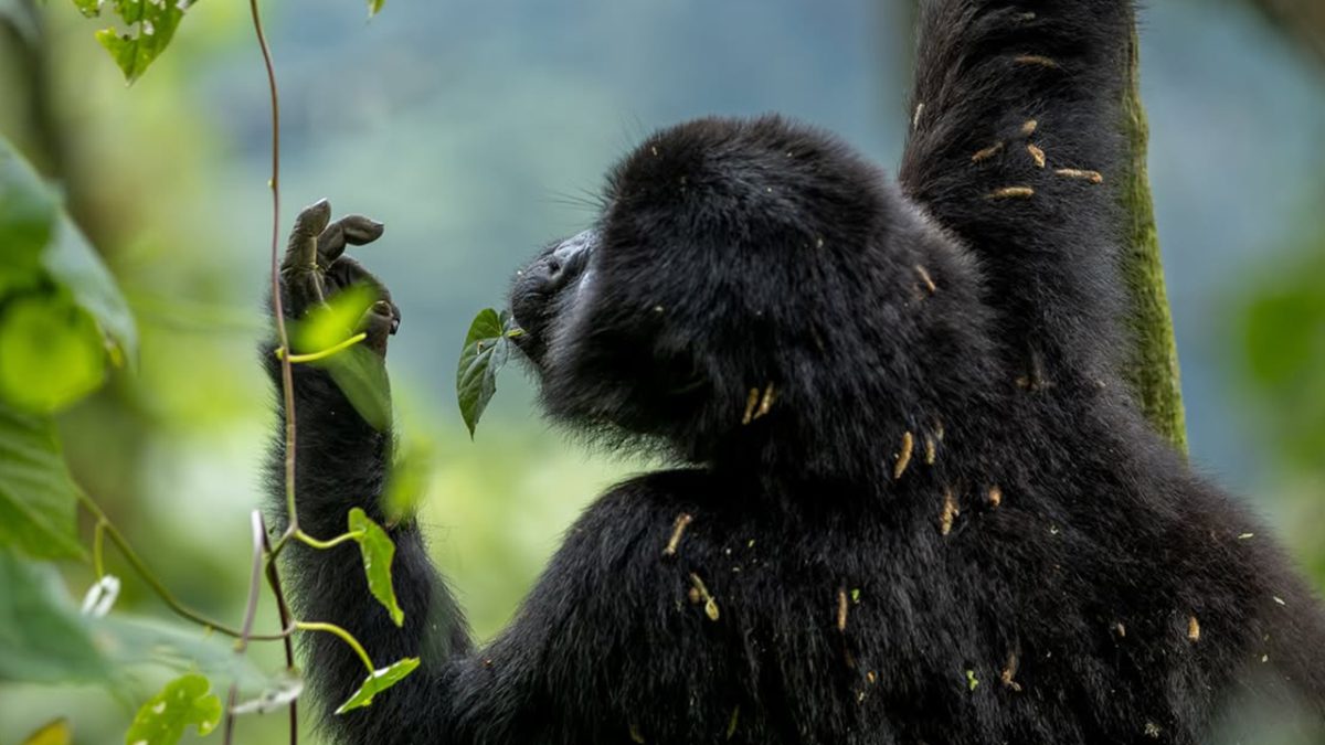 How Do I Get to Bwindi from Entebbe?