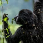 How Do I Get to Bwindi from Entebbe?