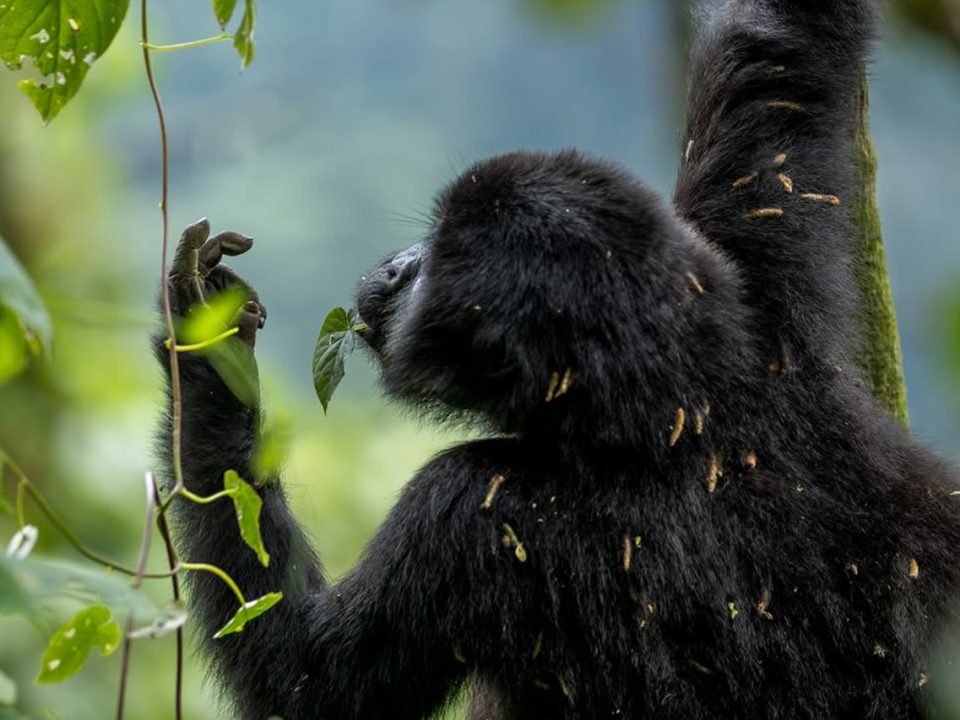 How Do I Get to Bwindi from Entebbe?