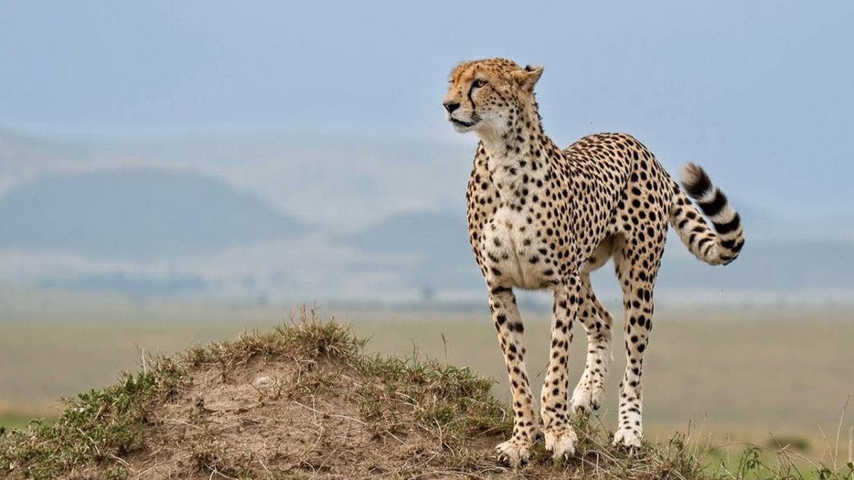Budget Masai Mara Safari