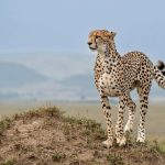 Budget Masai Mara Safari