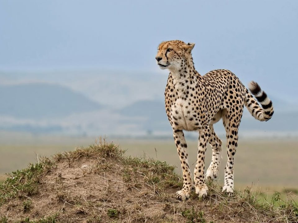 Budget Masai Mara Safari