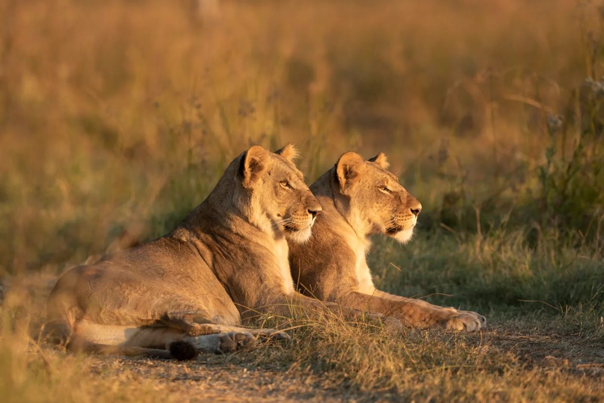 Zimbabwe & Botswana Wildlife Expedition